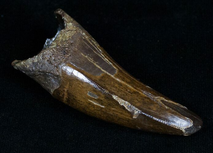 Inch Tyrannosaurus rex (T-Rex) Tooth! #4706